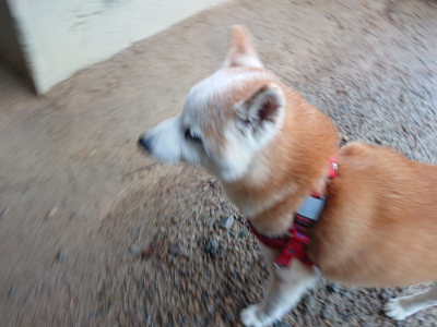 f:id:roukenhome-ann:20190823133835j:plain