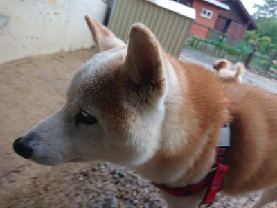 f:id:roukenhome-ann:20190823134207j:plain