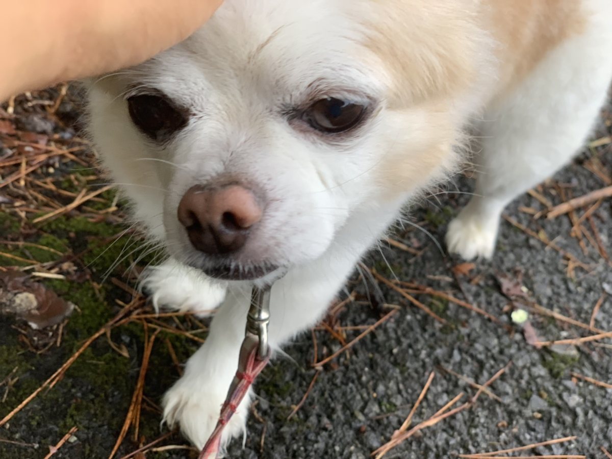 f:id:roukenhome-ann:20190823181448j:plain