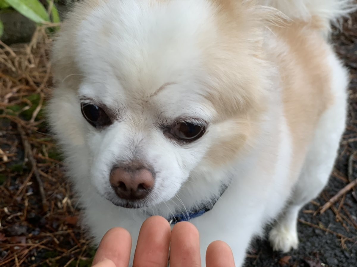 f:id:roukenhome-ann:20190823181454j:plain