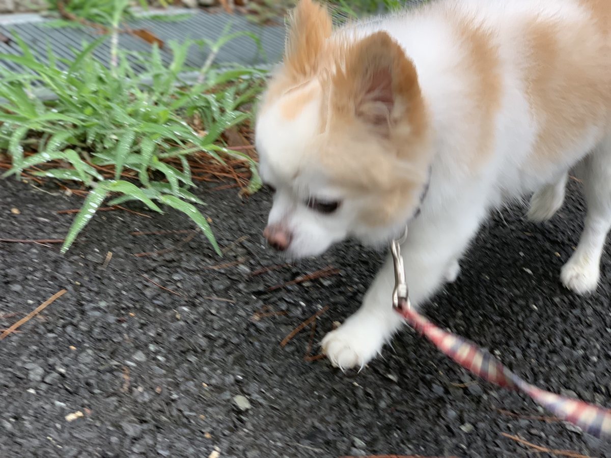 f:id:roukenhome-ann:20190823181526j:plain