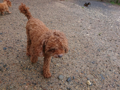 f:id:roukenhome-ann:20190823182501j:plain