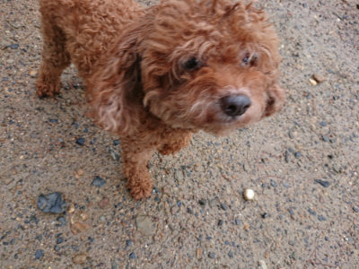 f:id:roukenhome-ann:20190823182734j:plain