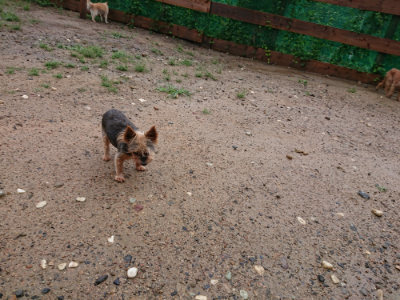 f:id:roukenhome-ann:20190823182919j:plain