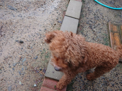 f:id:roukenhome-ann:20190823183057j:plain