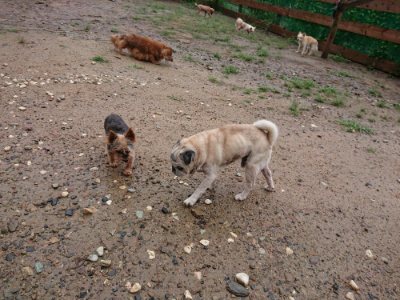 f:id:roukenhome-ann:20190823183909j:plain