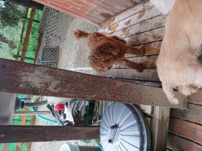 f:id:roukenhome-ann:20190823184109j:plain