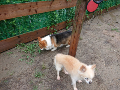 f:id:roukenhome-ann:20190823184647j:plain