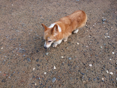 f:id:roukenhome-ann:20190824115402j:plain