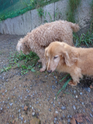 f:id:roukenhome-ann:20190824115438j:plain