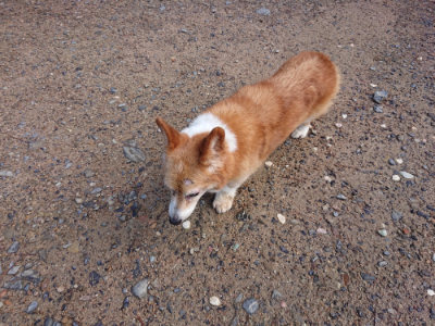 f:id:roukenhome-ann:20190824115540j:plain