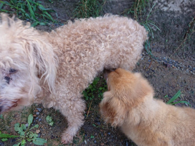 f:id:roukenhome-ann:20190824120632j:plain