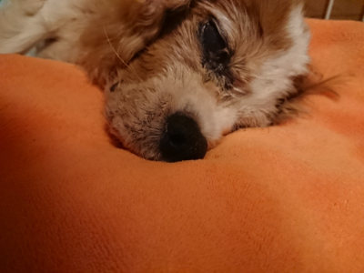 f:id:roukenhome-ann:20190824191155j:plain