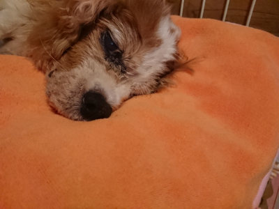 f:id:roukenhome-ann:20190824191245j:plain