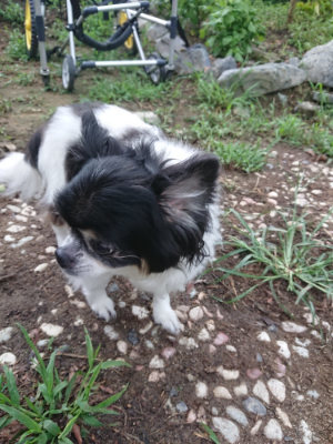 f:id:roukenhome-ann:20190825085242j:plain