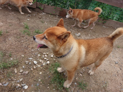 f:id:roukenhome-ann:20190825085309j:plain