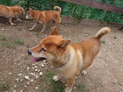 f:id:roukenhome-ann:20190825085315j:plain