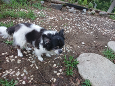 f:id:roukenhome-ann:20190825085325j:plain