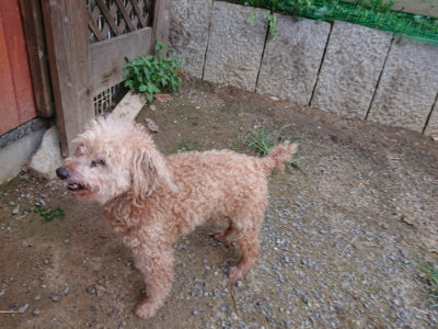 f:id:roukenhome-ann:20190825085423j:plain