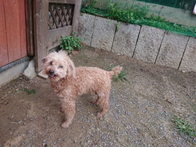 f:id:roukenhome-ann:20190825100500j:plain