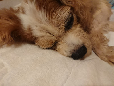 f:id:roukenhome-ann:20190825100706j:plain