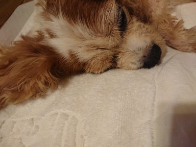 f:id:roukenhome-ann:20190825100759j:plain