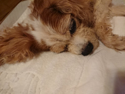 f:id:roukenhome-ann:20190825100902j:plain