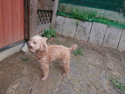 f:id:roukenhome-ann:20190825101049j:plain