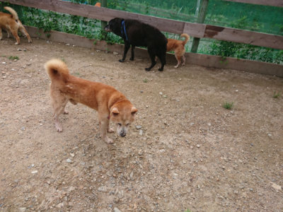 f:id:roukenhome-ann:20190825103714j:plain
