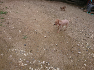 f:id:roukenhome-ann:20190825103808j:plain