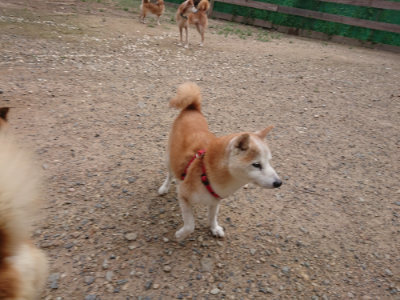 f:id:roukenhome-ann:20190825103843j:plain