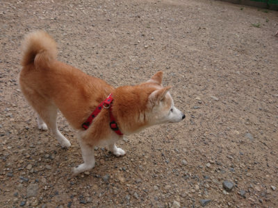 f:id:roukenhome-ann:20190825103848j:plain