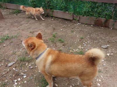 f:id:roukenhome-ann:20190825103854j:plain