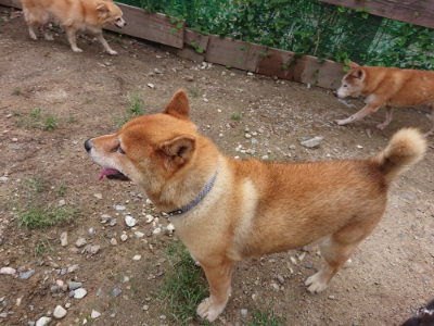 f:id:roukenhome-ann:20190825103859j:plain