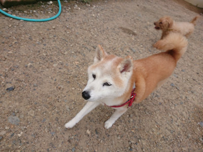 f:id:roukenhome-ann:20190825104008j:plain