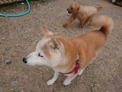 f:id:roukenhome-ann:20190825104033j:plain