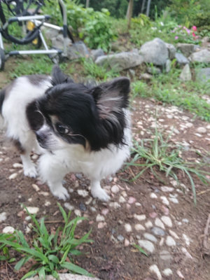 f:id:roukenhome-ann:20190825114306j:plain