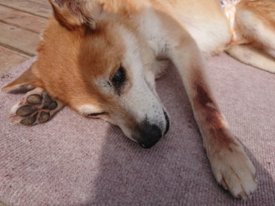 f:id:roukenhome-ann:20190825121138j:plain