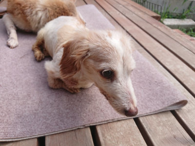 f:id:roukenhome-ann:20190825121221j:plain
