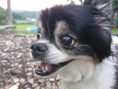 f:id:roukenhome-ann:20190825192529j:plain