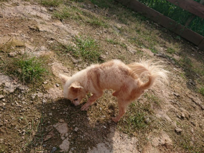 f:id:roukenhome-ann:20190825192912j:plain