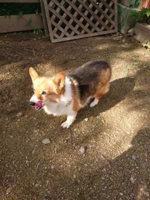 f:id:roukenhome-ann:20190825194002j:plain