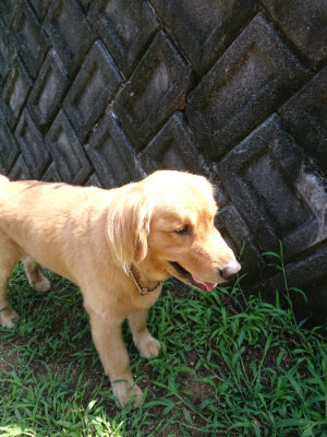 f:id:roukenhome-ann:20190825195555j:plain