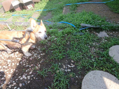 f:id:roukenhome-ann:20190825200618j:plain