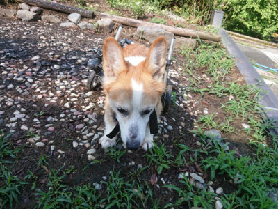f:id:roukenhome-ann:20190825200706j:plain