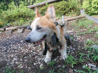 f:id:roukenhome-ann:20190825200937j:plain