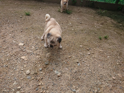 f:id:roukenhome-ann:20190825201303j:plain