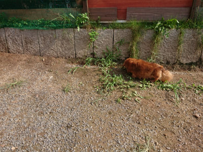 f:id:roukenhome-ann:20190825202948j:plain