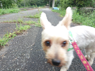 f:id:roukenhome-ann:20190825203958j:plain
