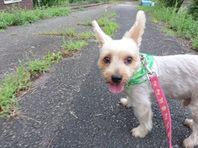 f:id:roukenhome-ann:20190825204014j:plain
